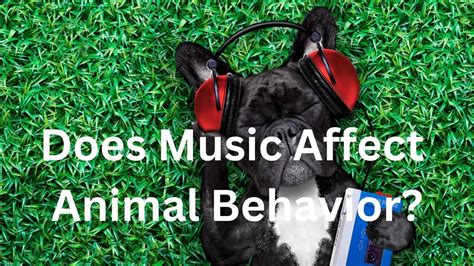 does music affect on animal behavior does music have the ability to change the way animals interact with each other?